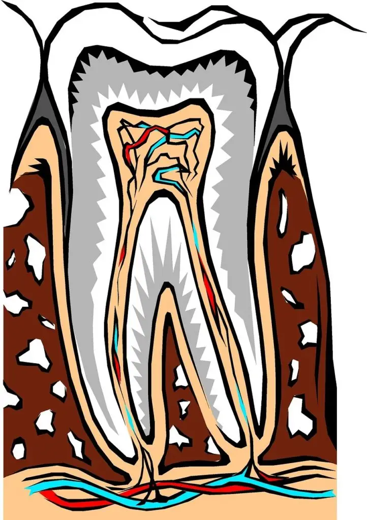 Diagram showing tooth layers and inner structure