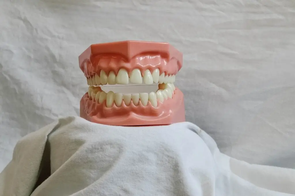 Dental model showing full set of human teeth