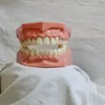 Dental model showing full set of human teeth